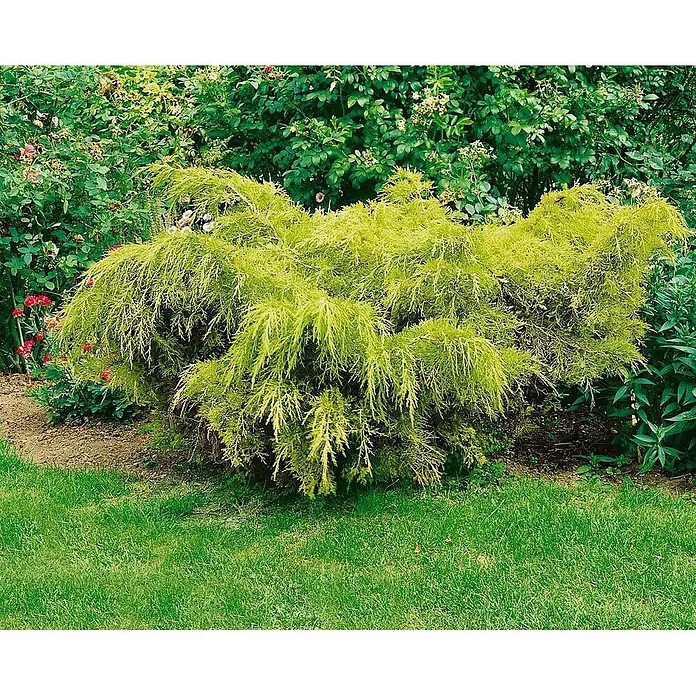 Pflanzen für dich Wacholder 25-30 cm - Juniperus media 'Old Gold', Aktuelle Wuchshöhe: 25 cm - 30 cm - Ein hellgelb-grüner, hängender Nadelstrauch mit feinem, fedrigem Laub, gepflanzt in einem Gartenbeet.