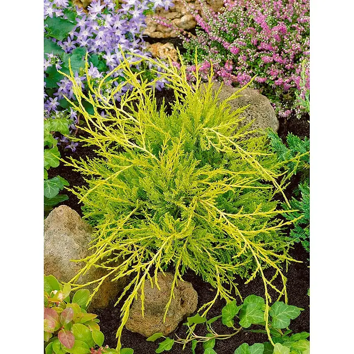 Pflanzen für dich Wacholder 25-30 cm - Juniperus media 'Old Gold', Aktuelle Wuchshöhe: 25 cm - 30 cm - Leuchtend goldgelber Zwerg-Nadelbaum mit zartem, federartigem Laub in einer Gartenlandschaft.