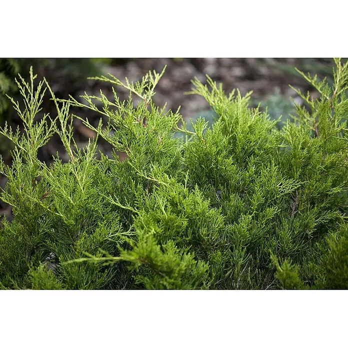 Pflanzen für dich Wacholder 20-25 cm - Juniperus × media 'Gold Coast', Aktuelle Wuchshöhe: 20 cm - 25 cm - Üppiger, hellgrüner immergrüner Strauch mit fedrigen Blättern.