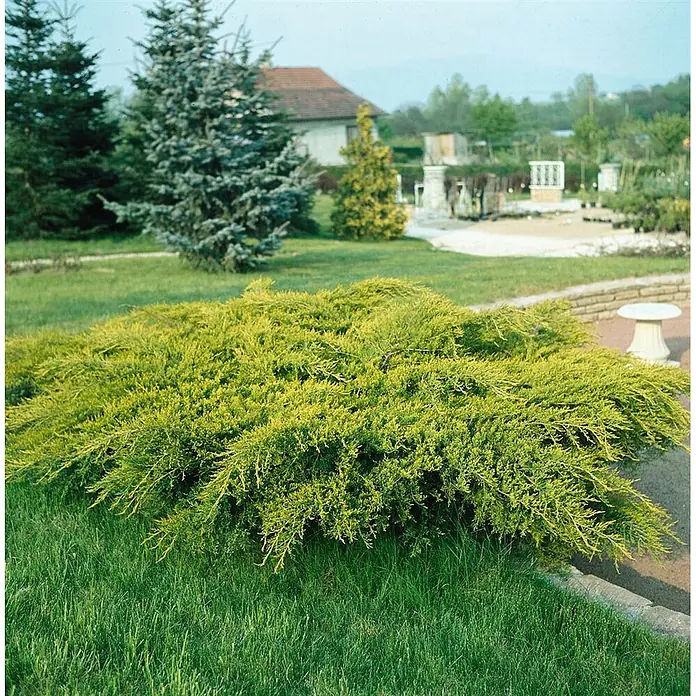 Pflanzen für dich Wacholder 25-30 cm - Juniperus media 'Old Gold', Aktuelle Wuchshöhe: 25 cm - 30 cm - Goldgelber Wacholder 'Golden Carpet', ein niedrig wachsender Bodendecker, in einem grünen Garten.