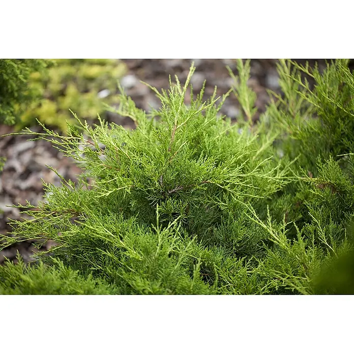 Pflanzen für dich Wacholder 20-25 cm - Juniperus × media 'Gold Coast', Aktuelle Wuchshöhe: 20 cm - 25 cm - Nahaufnahme eines leuchtend grünen Wacholderstrauchs mit zartem, federartigem Laub in einer Gartenumgebung.