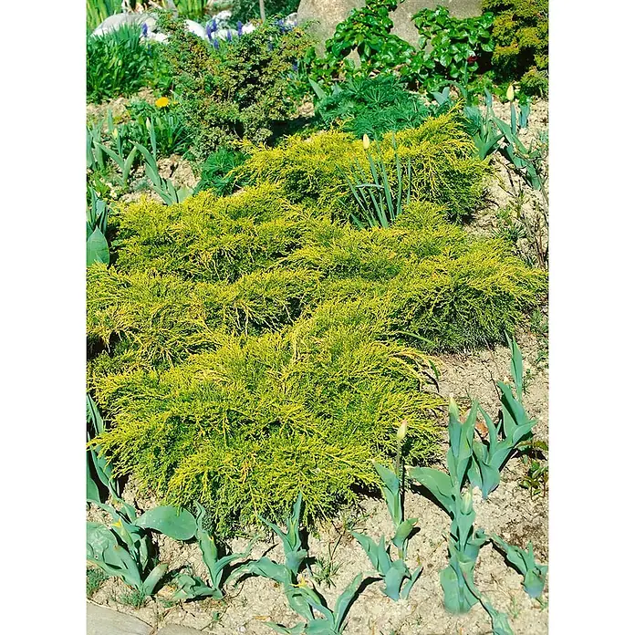 Pflanzen für dich Wacholder 20-25 cm - Juniperus chinensis 'Goldfern', Aktuelle Wuchshöhe: 20 cm - 25 cm - Goldgelbe immergrüne Bodendeckersträucher in einem sonnigen Gartenbeet mit aufkeimenden Frühlingszwiebeln.