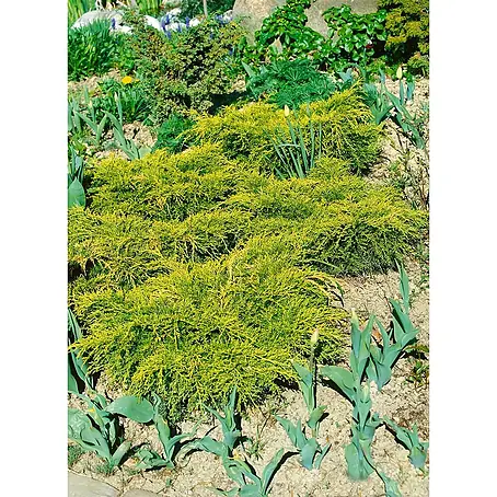 Pflanzen für dich  Wacholder 20-25 cm
