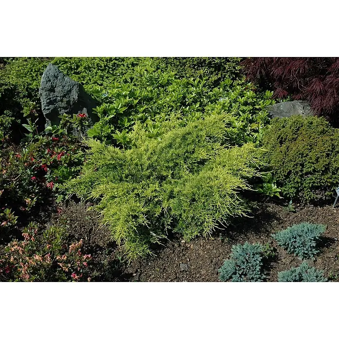 Pflanzen für dich Wacholder 20-25 cm - Juniperus × media 'Gold Coast', Aktuelle Wuchshöhe: 20 cm - 25 cm - Vielfältiges Gartenbeet mit hellgelb-grünem Wacholder, dunkelgrünen Sträuchern, roten Pflanzen und blauen Zwergkoniferen um einen grauen Stein.