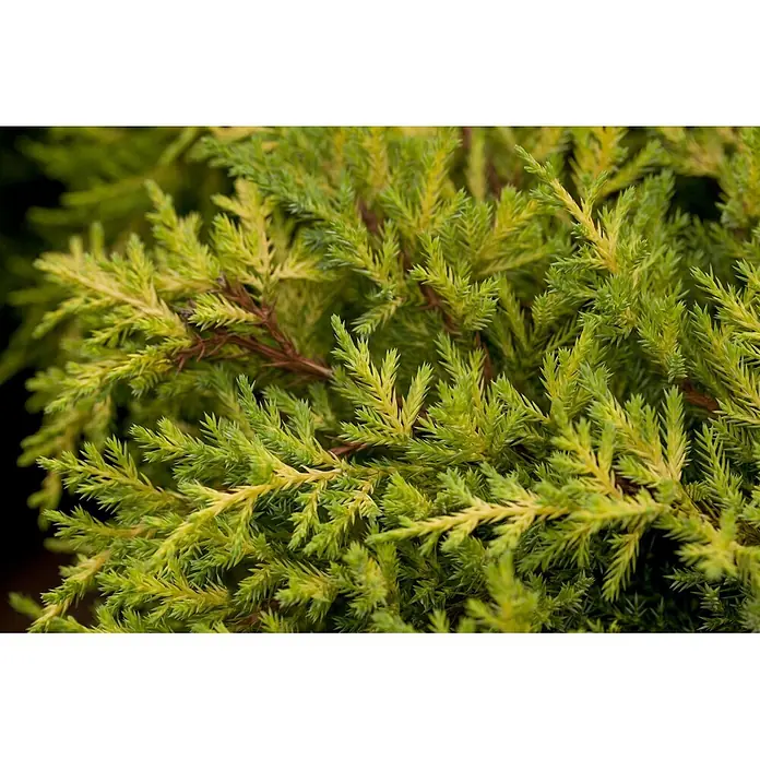 Pflanzen für dich Wacholder 25-30 cm - Juniperus media 'Goldkissen', Aktuelle Wuchshöhe: 25 cm - 30 cm - Dichter, immergrüner Strauch mit leuchtend grünen und gelbgrünen Nadeln.
