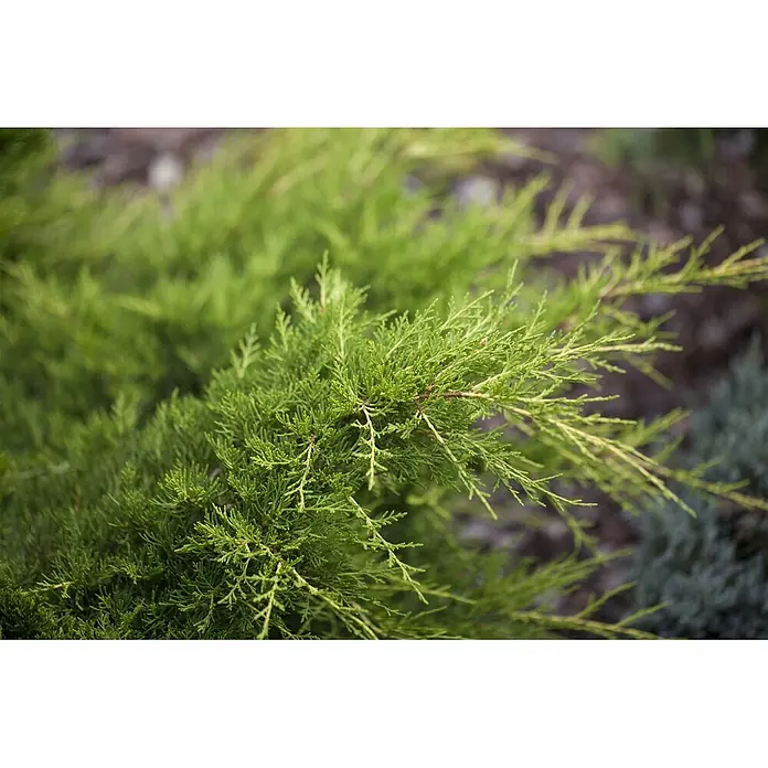 Pflanzen für dich Wacholder 20-25 cm - Juniperus × media 'Gold Coast', Aktuelle Wuchshöhe: 20 cm - 25 cm - Lebendige grüne Wacholderzweige mit dichtem, schuppenförmigem Laub, einige Spitzen zeigen helleres, gelbliches Neuaustrieb.