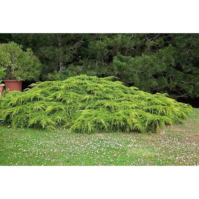 Pflanzen für dich Wacholder 40-50 cm - Juniperus × media 'Pfitzeriana Aurea', Aktuelle Wuchshöhe: 40 cm - 50 cm - Ein leuchtend grün-gelber, breitwachsender Strauch in einem Garten.