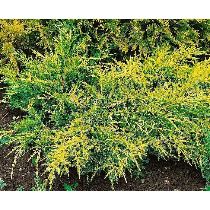 Pflanzen für dich Wacholder 20-25 cm - Juniperus × media 'Gold Coast', Aktuelle Wuchshöhe: 20 cm - 25 cm - Niedrig wachsender immergrüner Strauch mit leuchtend grünen und goldgelben Blättern.