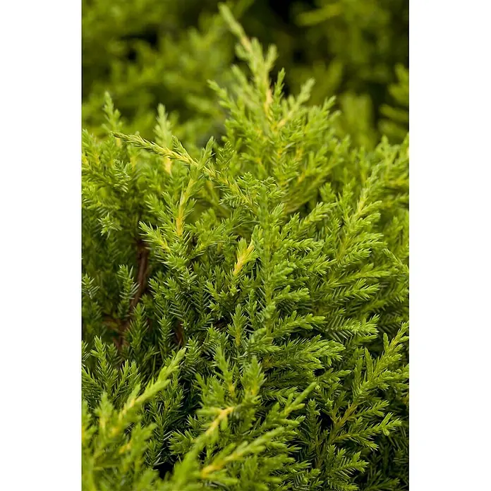 Pflanzen für dich Wacholder 25-30 cm - Juniperus media 'Goldkissen', Aktuelle Wuchshöhe: 25 cm - 30 cm - Leuchtend grünes und gelbes immergrünes Laub mit nadelartiger Textur.