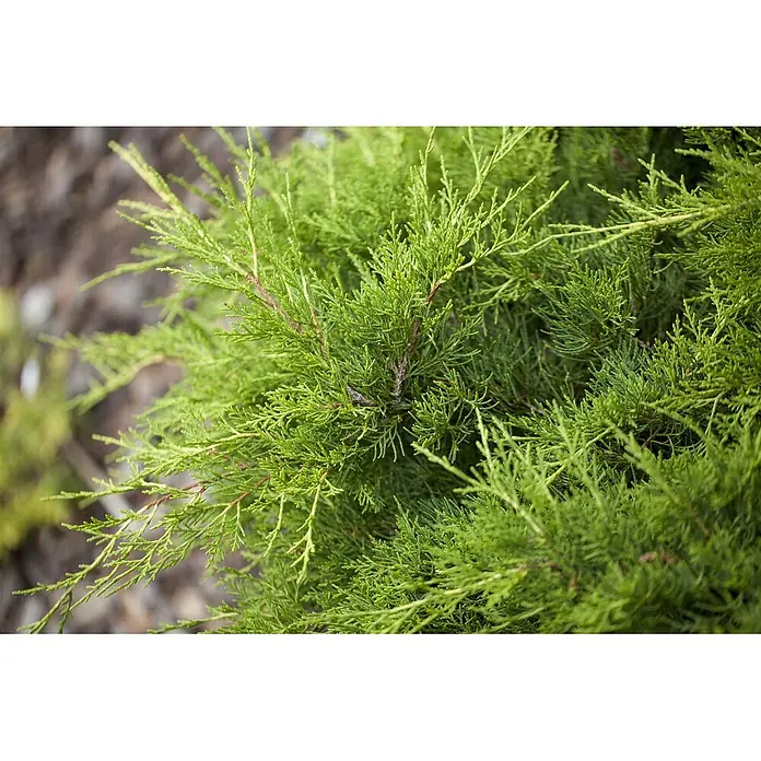 Pflanzen für dich Wacholder 20-25 cm - Juniperus × media 'Gold Coast', Aktuelle Wuchshöhe: 20 cm - 25 cm - Nahaufnahme von lebhaft grünem, gefiedertem Koniferenlaub mit sichtbaren braunen Stielen.