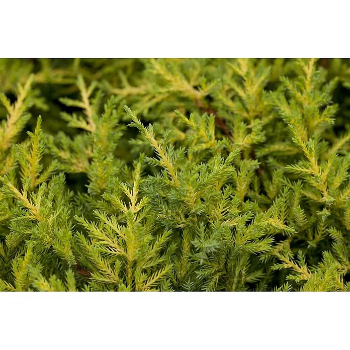 Pflanzen für dich Wacholder 25-30 cm - Juniperus media 'Goldkissen', Aktuelle Wuchshöhe: 25 cm - 30 cm - Lebhaftes grün-gelb panaschiertes Koniferenlaub mit stacheligen, nadelartigen Blättern.