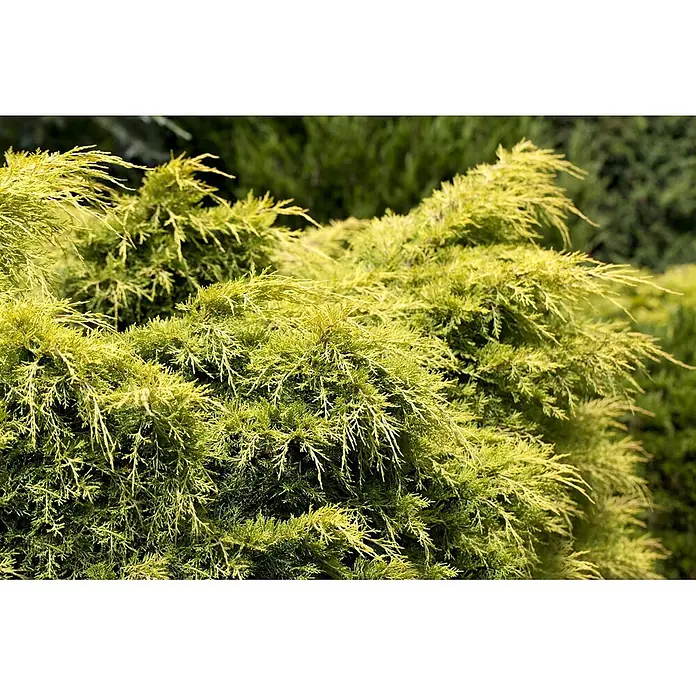Pflanzen für dich Wacholder 20-25 cm - Juniperus × media 'Golden Saucer', Aktuelle Wuchshöhe: 20 cm - 25 cm - Dichter, hellgrün-gelblicher immergrüner Strauch mit strukturierter Belaubung.