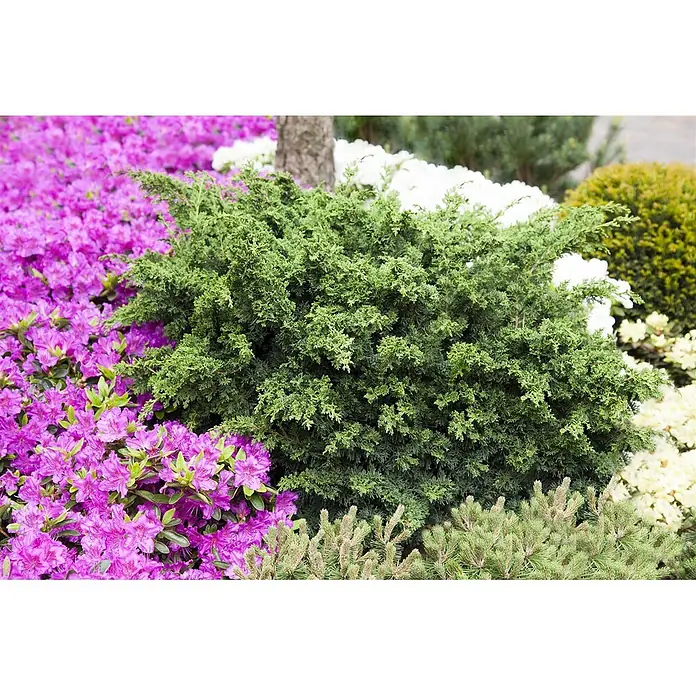 Pflanzen für dich Wacholder 30-40 cm - Juniperus chinensis 'Blaauw', Aktuelle Wuchshöhe: 30 cm - 40 cm - Dichter grüner Busch in einer Gartenanlage, umgeben von lila und weißen Blütensträuchern.