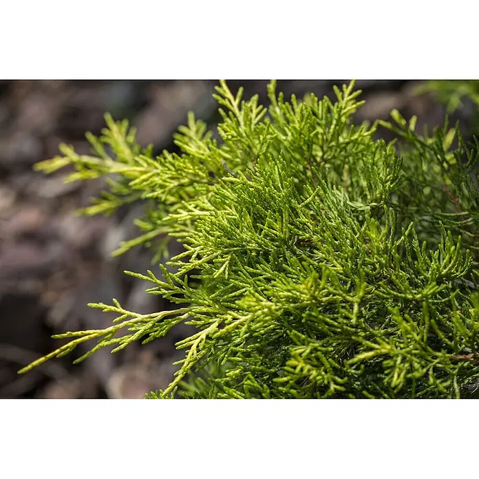 Pflanzen für dich Wacholder 20-25 cm - Juniperus × media 'Golden Saucer', Aktuelle Wuchshöhe: 20 cm - 25 cm - Nahaufnahme von lebhaft grünem und gelbgrünem Nadelbaumlaub, dicht und schuppenartig.