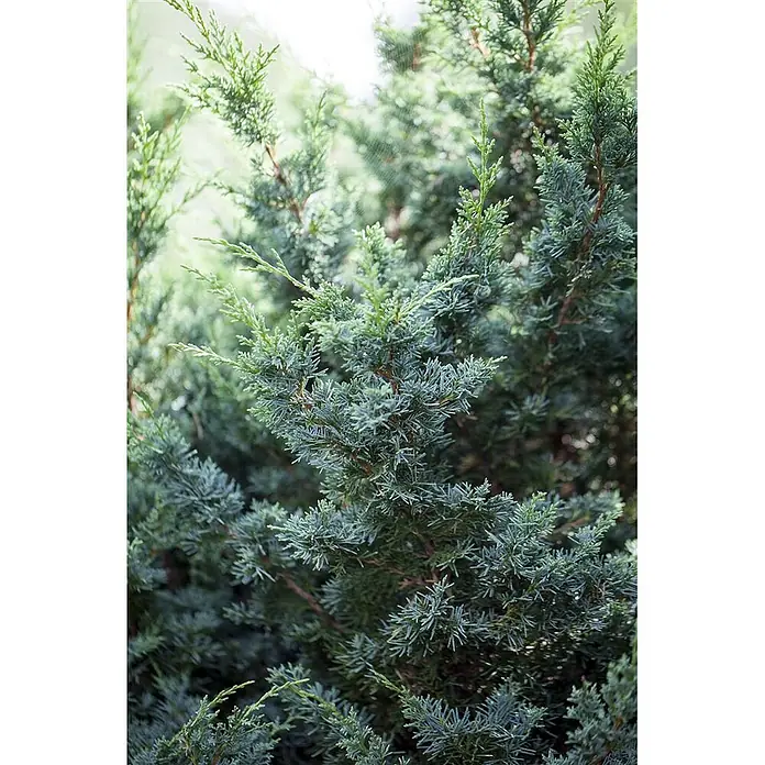 Pflanzen für dich Wacholder 30-40 cm - Juniperus chinensis 'Blaauw', Aktuelle Wuchshöhe: 30 cm - 40 cm - Nahaufnahme eines Wacholderbusches mit dichtem, bläulich-grünem, nadelartigem Laub.