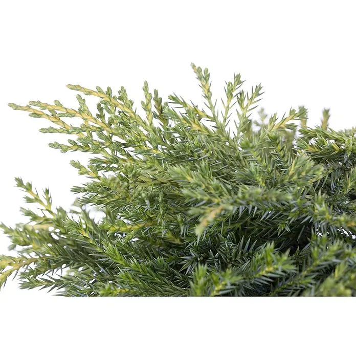Pflanzen für dich Wacholder 20-25 cm - Juniperus × media 'Golden Saucer', Aktuelle Wuchshöhe: 20 cm - 25 cm - Nahaufnahme von grünem und gelbem, stacheligen Nadelwerk, eventuell Wacholder.