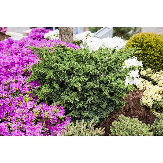 Pflanzen für dich Wacholder 30-40 cm - Juniperus chinensis 'Blaauw', Aktuelle Wuchshöhe: 30 cm - 40 cm - Ein lebendiges Blumenbeet mit einem zentralen grünen immergrünen Strauch, umgeben von lila, weißen und gelben blühenden Azaleen.