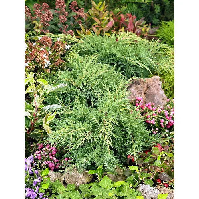 Pflanzen für dich Wacholder 20-25 cm - Juniperus × media 'Golden Saucer', Aktuelle Wuchshöhe: 20 cm - 25 cm - Grüner, niedrig wachsender Wacholder mit gelblichen Spitzen, integriert in eine üppige Gartenlandschaft mit Steinen und vielfältiger Flora.