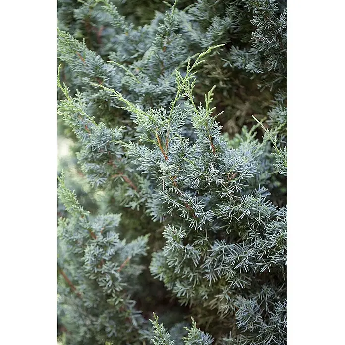 Pflanzen für dich Wacholder 30-40 cm - Juniperus chinensis 'Blaauw', Aktuelle Wuchshöhe: 30 cm - 40 cm - Wacholderstrauch mit dichtem, blaugrünem, nadelartigem Laub.