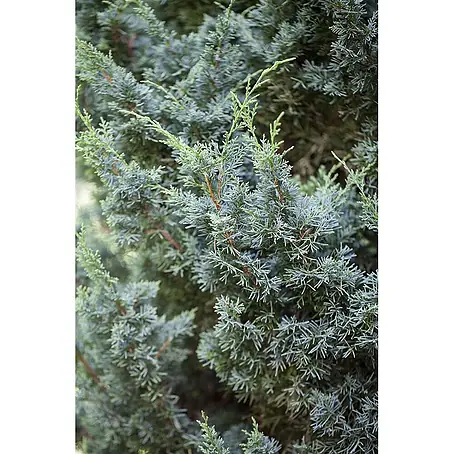 Pflanzen für dich  Wacholder 25-30 cm