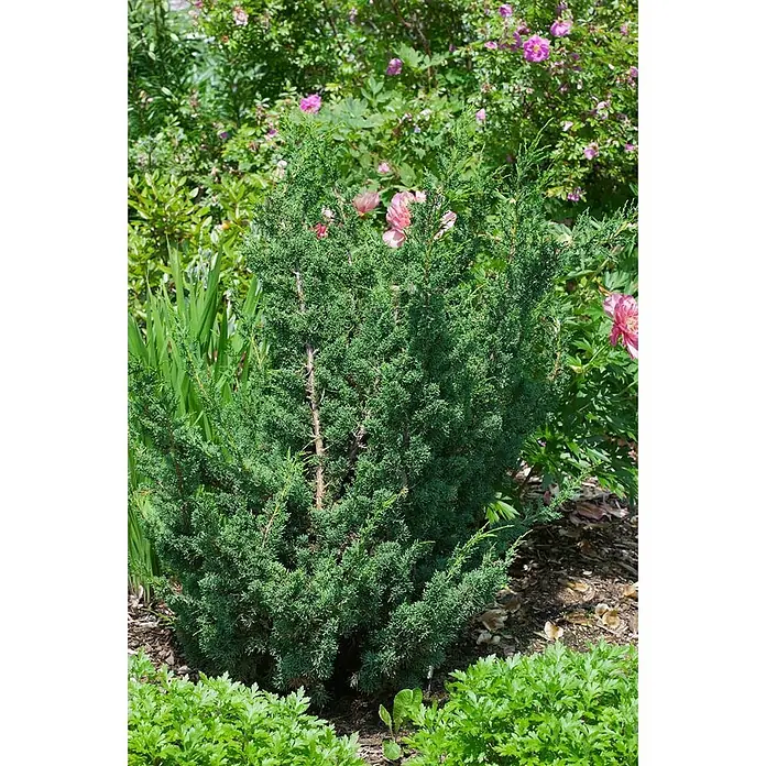 Pflanzen für dich Wacholder 30-40 cm - Juniperus chinensis 'Blaauw', Aktuelle Wuchshöhe: 30 cm - 40 cm - Ein dichter, aufrechter grüner Wacholderstrauch mit feinem, schuppenartigem Laub, der im Garten gedeiht.