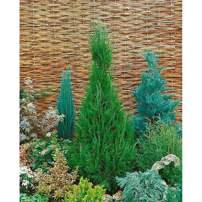 Pflanzen für dich Wacholder 50-60 cm - Juniperus virginiana 'Glauca', Aktuelle Wuchshöhe: 50 cm - 60 cm - Ein lebendiges Gartenbeet mit verschiedenen immergrünen Koniferen in Grün- und Blautönen vor einem geflochtenen Zaun.