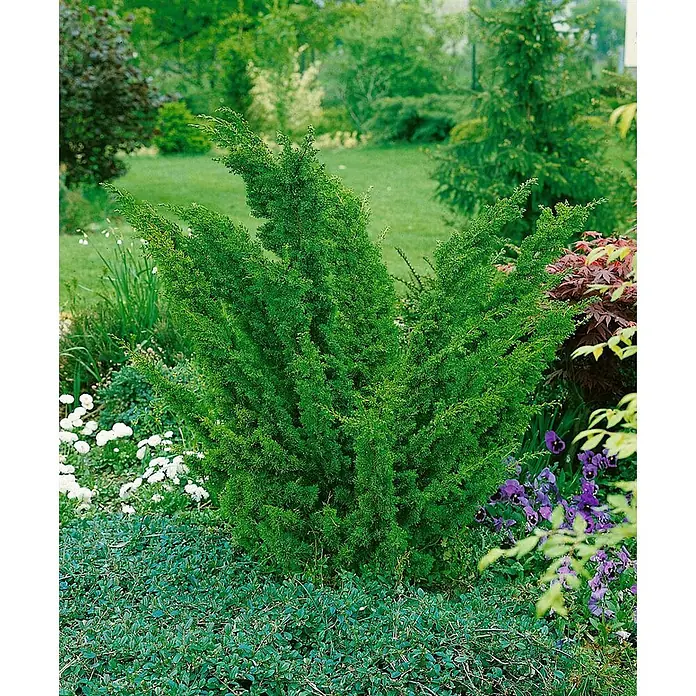 Pflanzen für dich Wacholder 30-40 cm - Juniperus chinensis 'Blaauw', Aktuelle Wuchshöhe: 30 cm - 40 cm - Üppiger grüner Busch mit dichtem Laub, in einer lebhaften Gartenumgebung gepflanzt.