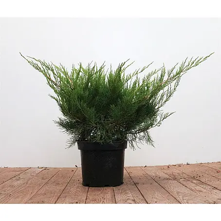 Pflanzen für dich  Wacholder 30-40 cm