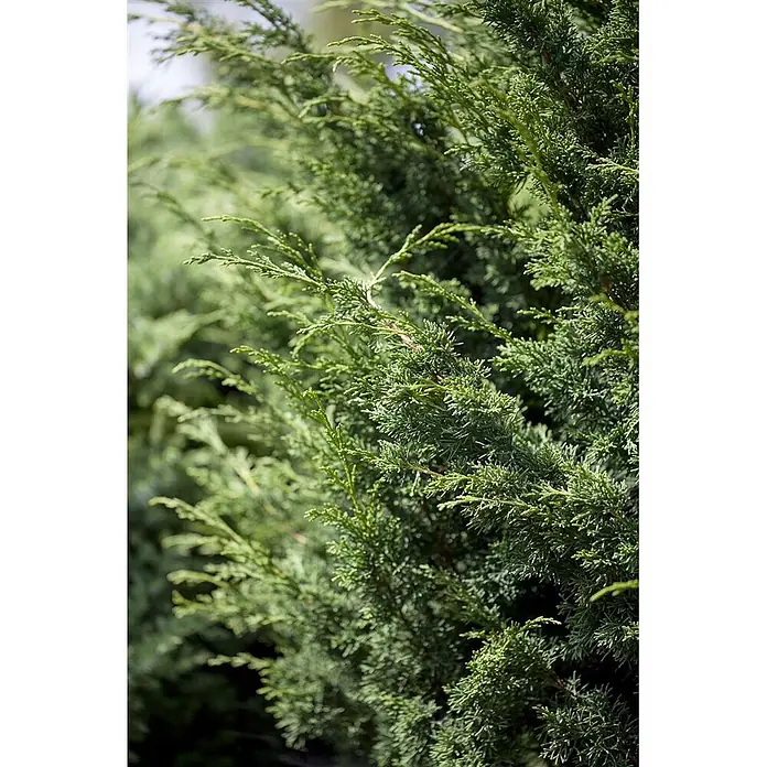 Pflanzen für dich Wacholder 100-125 cm - Juniperus virginiana 'Canaertii', Aktuelle Wuchshöhe: 100 cm - 125 cm - Üppiges, strukturiertes grünes Nadelgehölz.