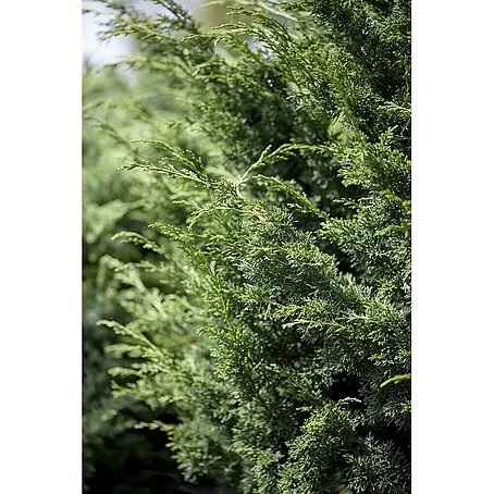 Pflanzen für dich  Wacholder 60-80 cm
