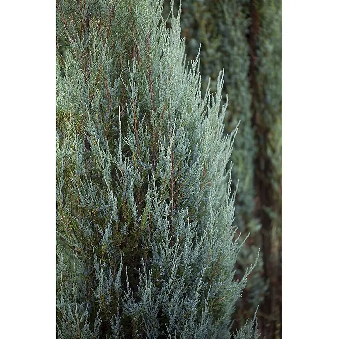 Pflanzen für dich Wacholder 60-80 cm - Juniperus scopulorum 'Blue Arrow', Aktuelle Wuchshöhe: 60 cm - 80 cm - Nahaufnahme von dichtem, blau-grünem Nadelbaumlaub, möglicherweise Wacholder oder Zypresse, das aufrechtes Wachstum zeigt.