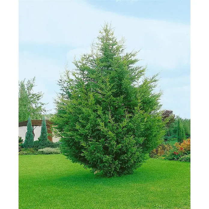 Pflanzen für dich Wacholder 100-125 cm - Juniperus virginiana 'Canaertii', Aktuelle Wuchshöhe: 100 cm - 125 cm - Ein großer, konischer, immergrüner Strauch oder kleiner Baum mit dichtem grünen Laub, gepflanzt in einem üppigen grünen Rasen.
