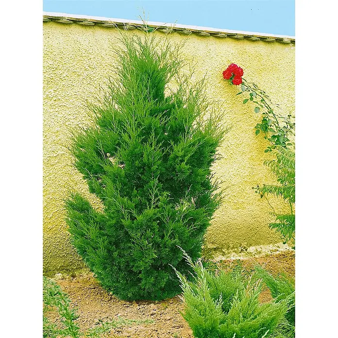 Pflanzen für dich Wacholder 100-125 cm - Juniperus virginiana 'Canaertii', Aktuelle Wuchshöhe: 100 cm - 125 cm - Grüne Gartenpflanze an einer gelben Wand, mit roten Rosen und kleineren Pflanzen.
