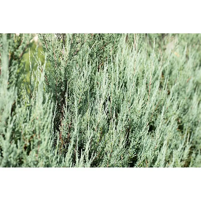 Pflanzen für dich Wacholder 60-80 cm - Juniperus scopulorum 'Blue Arrow', Aktuelle Wuchshöhe: 60 cm - 80 cm - Dichtes, silbrig-grünes Nadelgehölz mit aufrechtem Wuchs.