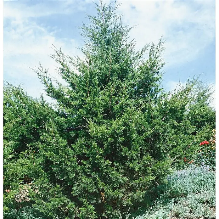 Pflanzen für dich Wacholder 100-125 cm - Juniperus virginiana 'Canaertii', Aktuelle Wuchshöhe: 100 cm - 125 cm - Hoher, dichter Nadelbaum mit spitzem grünem Laub vor blauem Himmel.