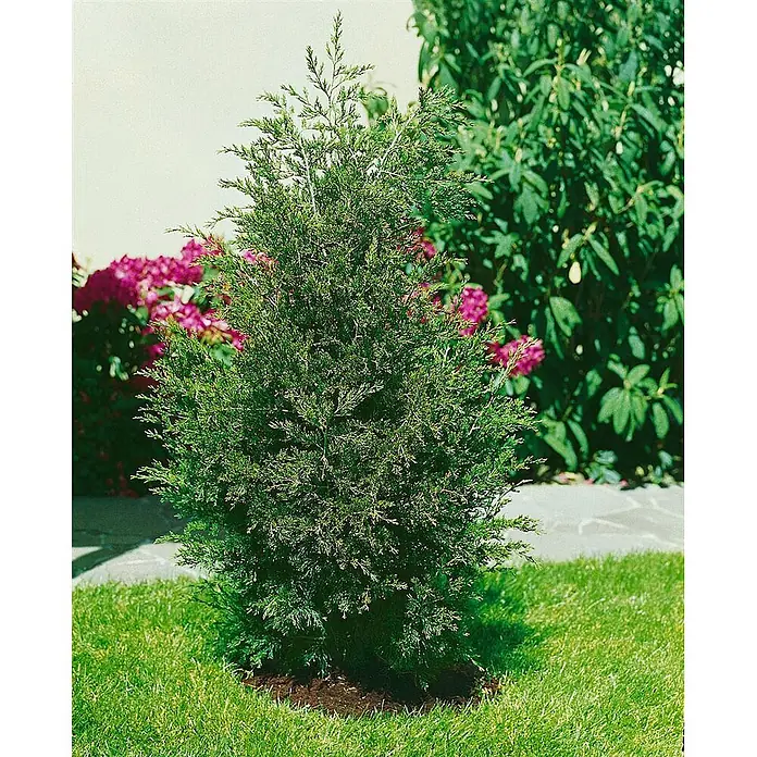 Pflanzen für dich Wacholder 100-125 cm - Juniperus virginiana 'Canaertii', Aktuelle Wuchshöhe: 100 cm - 125 cm - Ein kleiner, dichter, immergrüner Strauch mit grünem Laub, in einem Garten auf einer Rasenfläche gepflanzt.