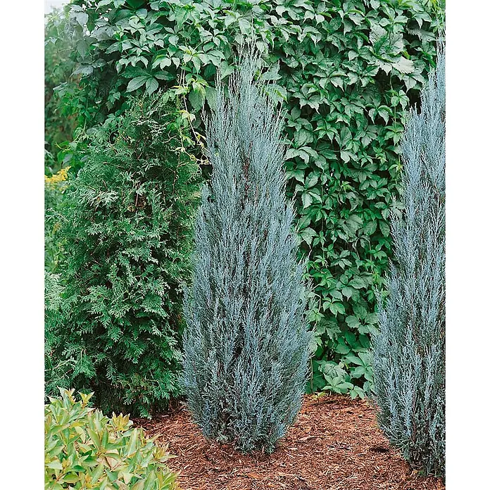 Pflanzen für dich Wacholder 60-80 cm - Juniperus scopulorum 'Blue Arrow', Aktuelle Wuchshöhe: 60 cm - 80 cm - Schlanke blaugrüne Konifere mit spitzen Nadeln in einem gemulchten Gartenbeet, umgeben von grünem Laub.