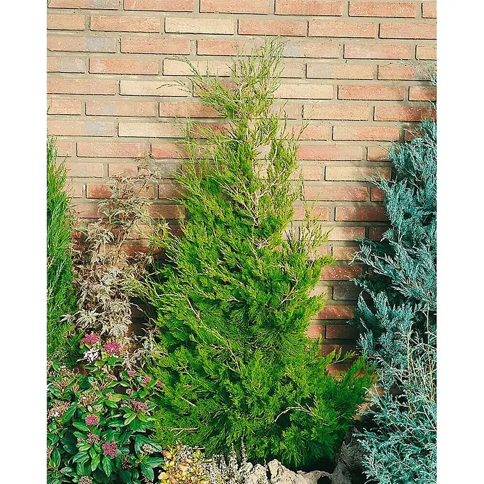 Pflanzen für dich Wacholder 100-125 cm - Juniperus virginiana 'Canaertii', Aktuelle Wuchshöhe: 100 cm - 125 cm - Hoher, leuchtend grüner Nadelbaum mit anderen Gartenpflanzen vor einer Ziegelmauer.