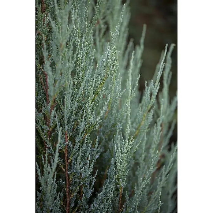 Pflanzen für dich Wacholder 60-80 cm - Juniperus scopulorum 'Blue Arrow', Aktuelle Wuchshöhe: 60 cm - 80 cm - Nahaufnahme einer blaugrünen Konifere mit schuppenartigen Nadeln und rotbraunen Stielen, die ihr dichtes Laub zeigt.