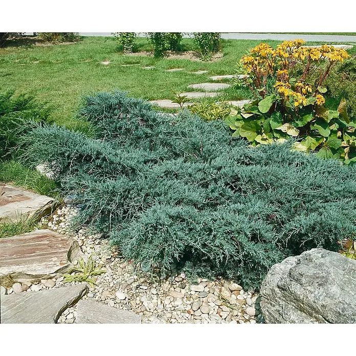 Pflanzen für dich Wacholder 40-60 cm - Juniperus virginiana 'Grey Owl', Aktuelle Wuchshöhe: 40 cm - 60 cm - Blaugrüner Wacholderbusch in einer Gartenanlage, umgeben von Zierkieseln und Steinplatten.