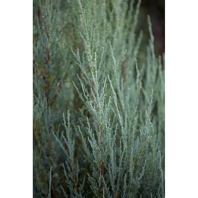 Pflanzen für dich Wacholder 60-80 cm - Juniperus scopulorum 'Blue Arrow', Aktuelle Wuchshöhe: 60 cm - 80 cm - Detailansicht blaugrauer, schuppenartiger Nadelbaumblätter.