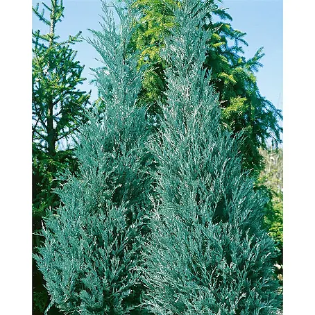 Pflanzen für dich  Wacholder 50-60 cm