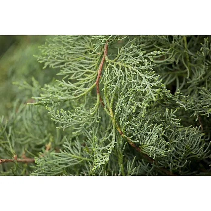 Pflanzen für dich Wacholder 40-60 cm - Juniperus virginiana 'Grey Owl', Aktuelle Wuchshöhe: 40 cm - 60 cm - Nahaufnahme von dichtem, hellgrünem Koniferenlaub mit rötlich-braunen Stielen und feiner Nadeltextur.