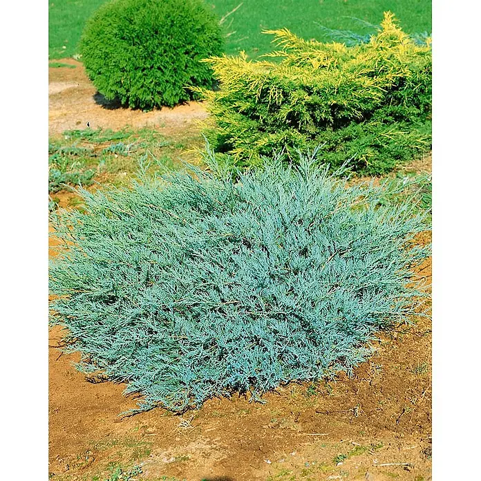 Pflanzen für dich Wacholder 40-60 cm - Juniperus virginiana 'Grey Owl', Aktuelle Wuchshöhe: 40 cm - 60 cm - Ausladender immergrüner Strauch mit blaugrünem Laub in einer Gartenanlage.