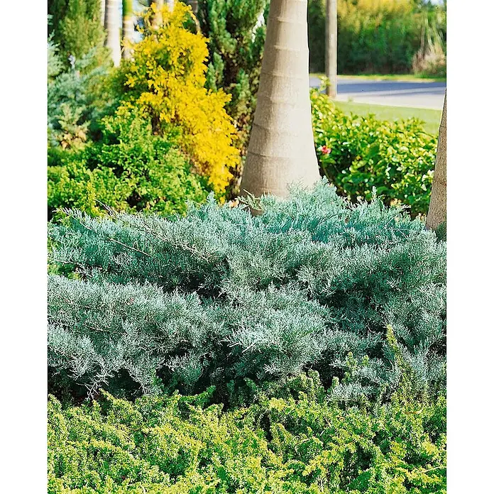Pflanzen für dich Wacholder 40-60 cm - Juniperus virginiana 'Grey Owl', Aktuelle Wuchshöhe: 40 cm - 60 cm - Üppiger blaugrüner Wacholder in einer Gartenlandschaft mit anderem Grün.