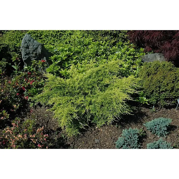 Pflanzen für dich Wacholder Pfitzer Wacholder - Juniperus × pfitzeriana 'Gold Coast' - Lebhaft gelb-grüner Wacholderbusch, ideal für die Gartengestaltung.