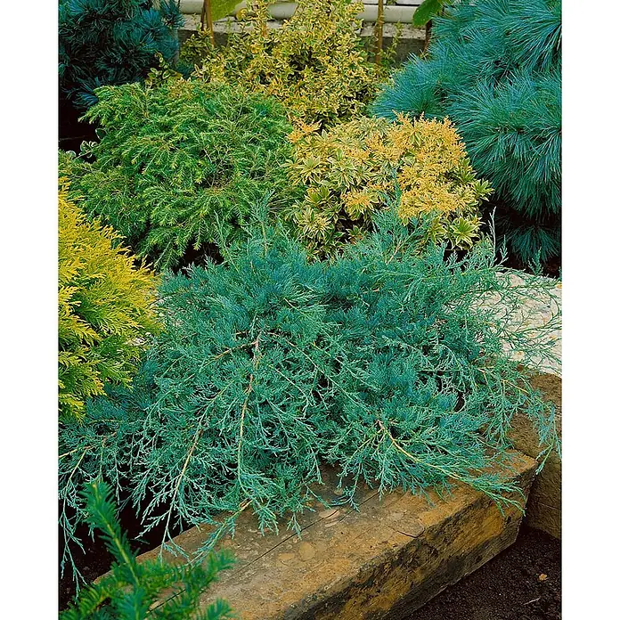 Pflanzen für dich Wacholder 40-60 cm - Juniperus virginiana 'Grey Owl', Aktuelle Wuchshöhe: 40 cm - 60 cm - Gartenbepflanzung mit verschiedenen Nadel- und Laubgehölzen in Blau-, Grün- und Gelbtönen.