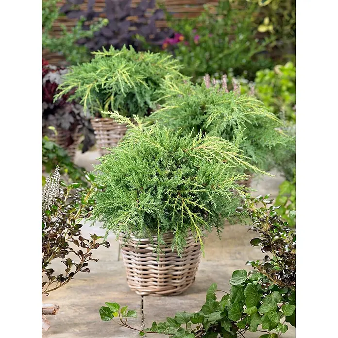 Pflanzen für dich Wacholder 15-20 cm - Juniperus chinensis 'Goldstar', Aktuelle Wuchshöhe: 15 cm - 20 cm - Drei lebhaft grüne Nadelgehölze in natürlichen Weidenkörben auf einer Terrasse zwischen Gartenpflanzen.