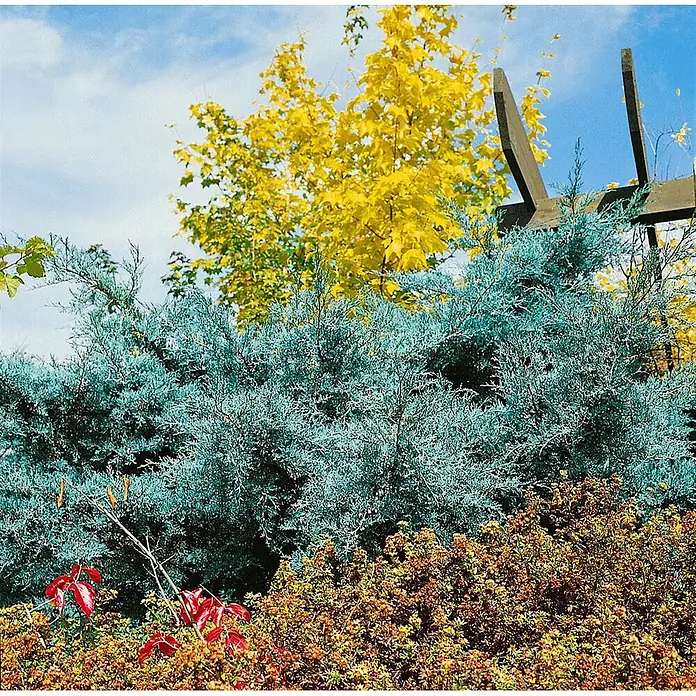 Pflanzen für dich Wacholder 40-60 cm - Juniperus virginiana 'Grey Owl', Aktuelle Wuchshöhe: 40 cm - 60 cm - Lebendiger Garten mit blaugrünem Wacholder, gelbem Baum und rötlichem Bodendecker unter blauem Himmel.