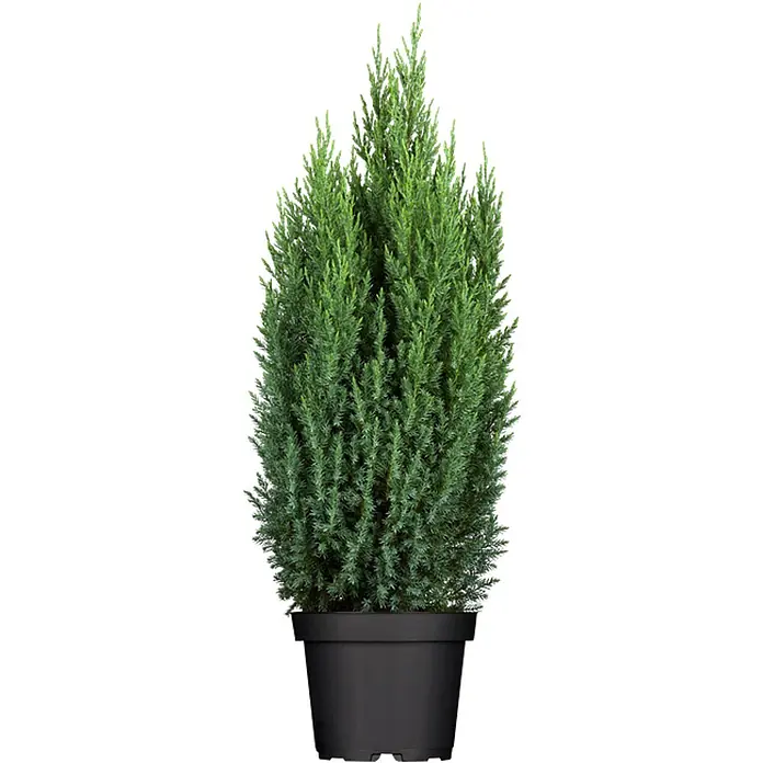 Pflanzen für dich Wacholder 40-50 cm - Juniperus chinensis 'Stricta', Aktuelle Wuchshöhe: 40 cm - 50 cm - Grüner Nadelbaum im schwarzen Pflanztopf.